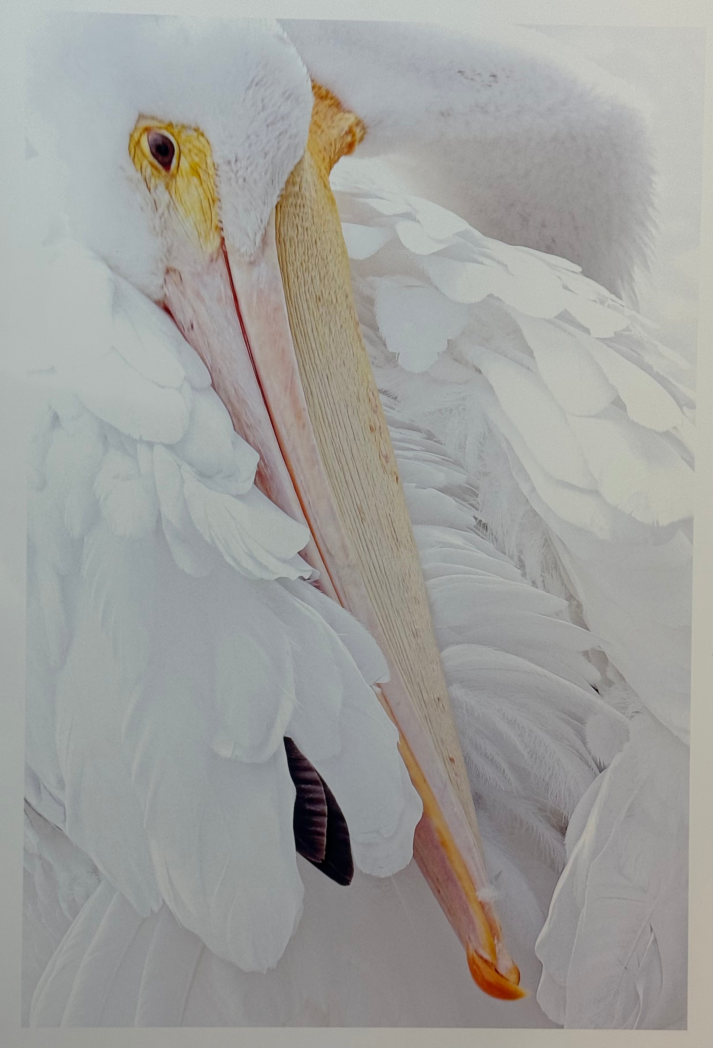 The American White Pelican