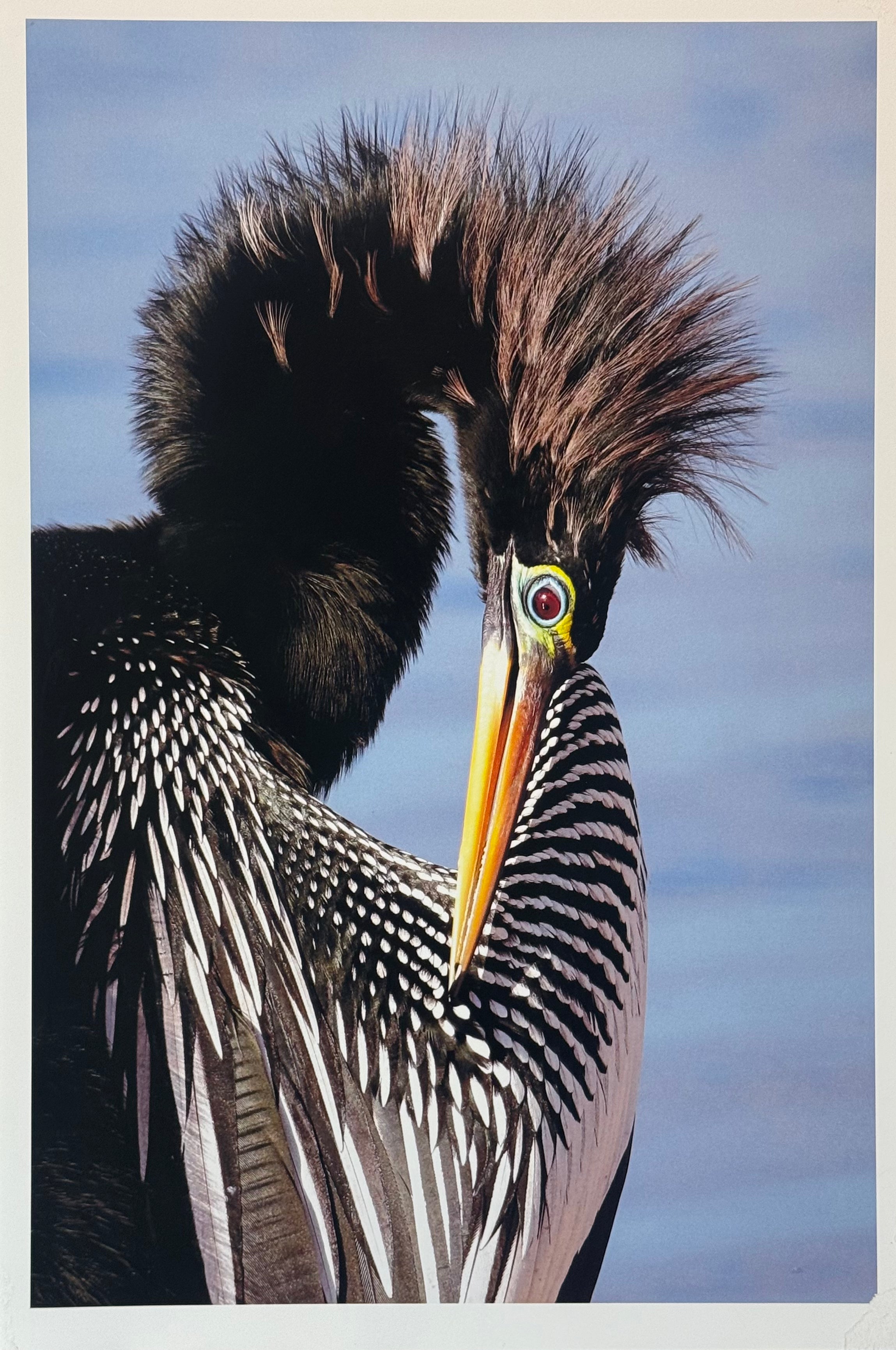 The Anhinga