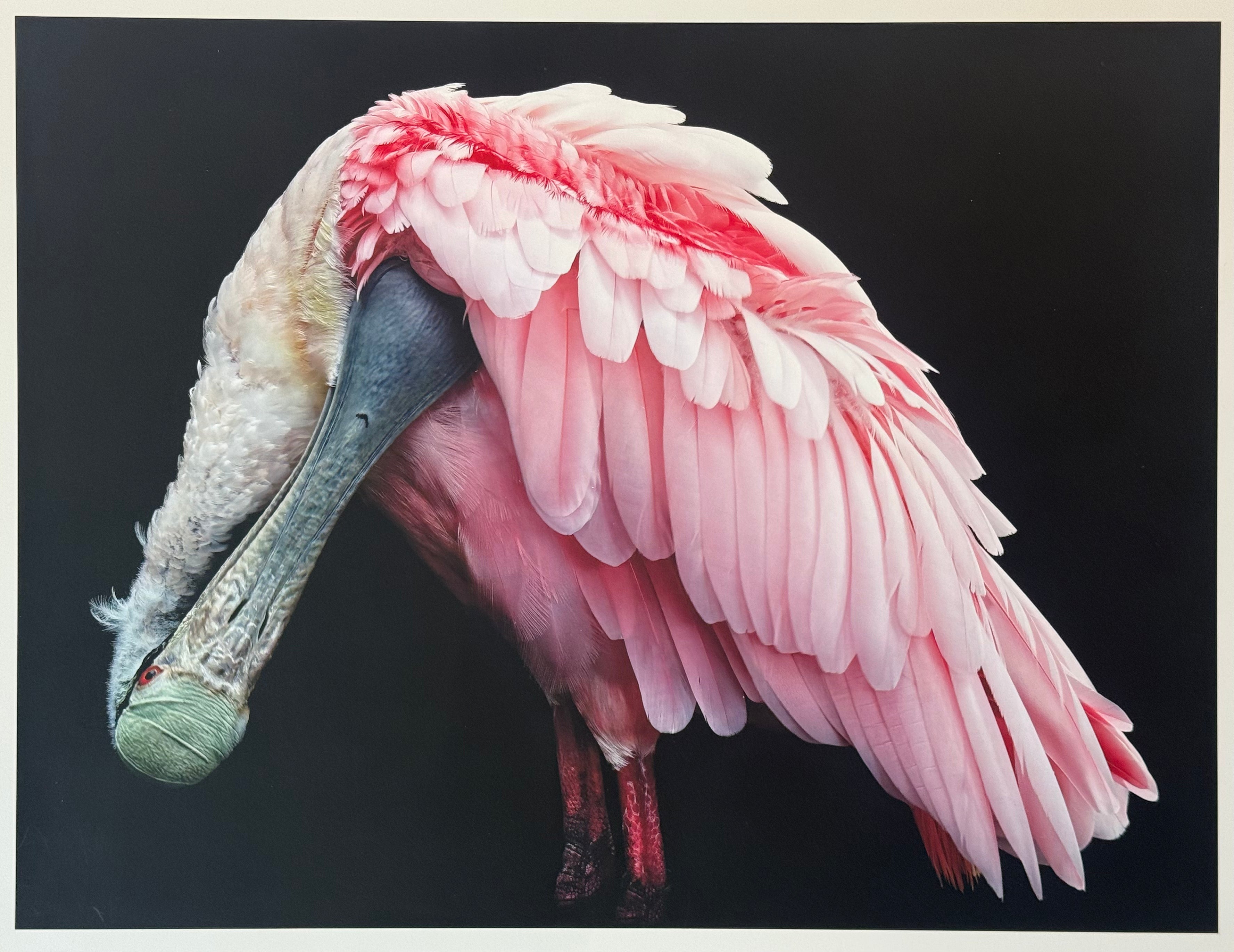 A Roseate Spoonbill