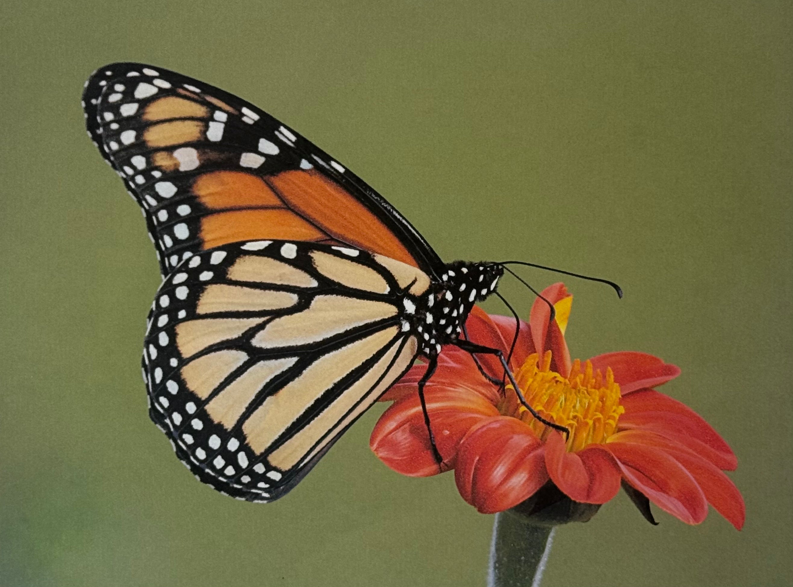 The Monarch