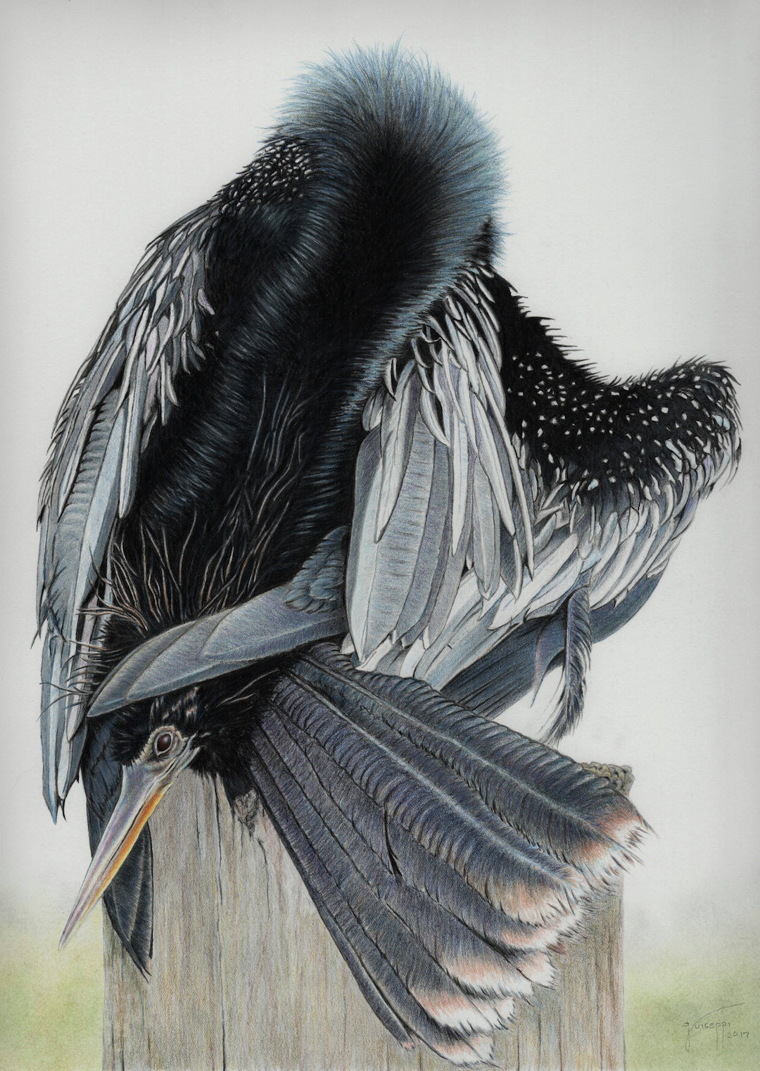The Anhinga Love Knot