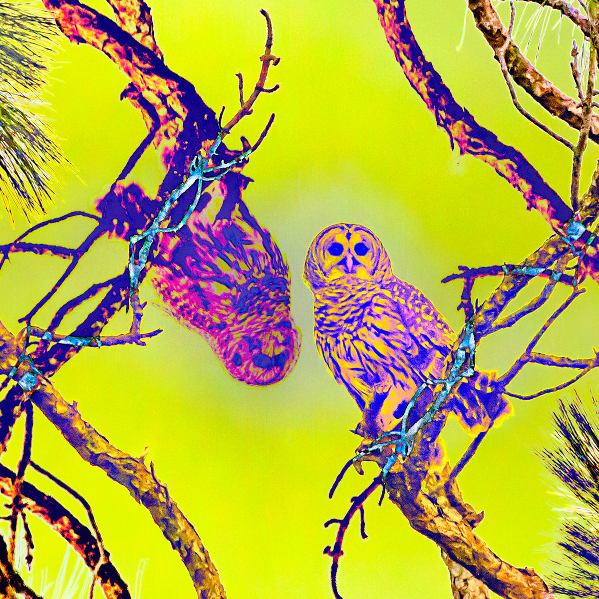 Tree Sight II