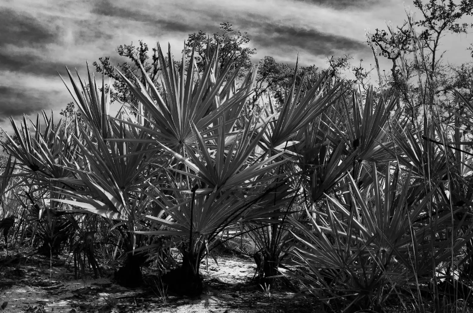 Burnt Palmettos