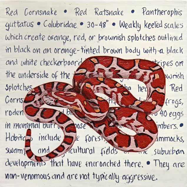FFG: Red Corn Snake