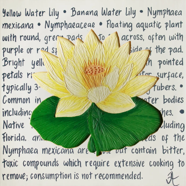 FFG: Yellow Water Lily