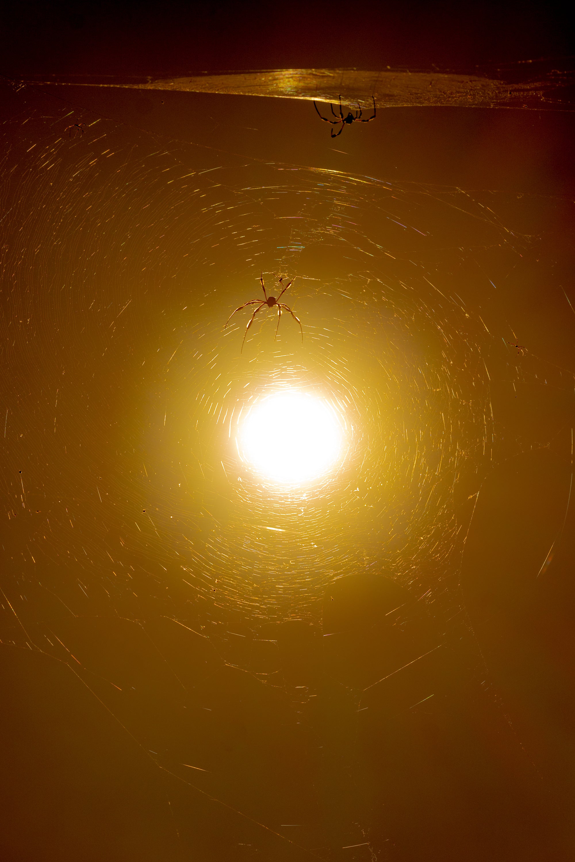 Spider System