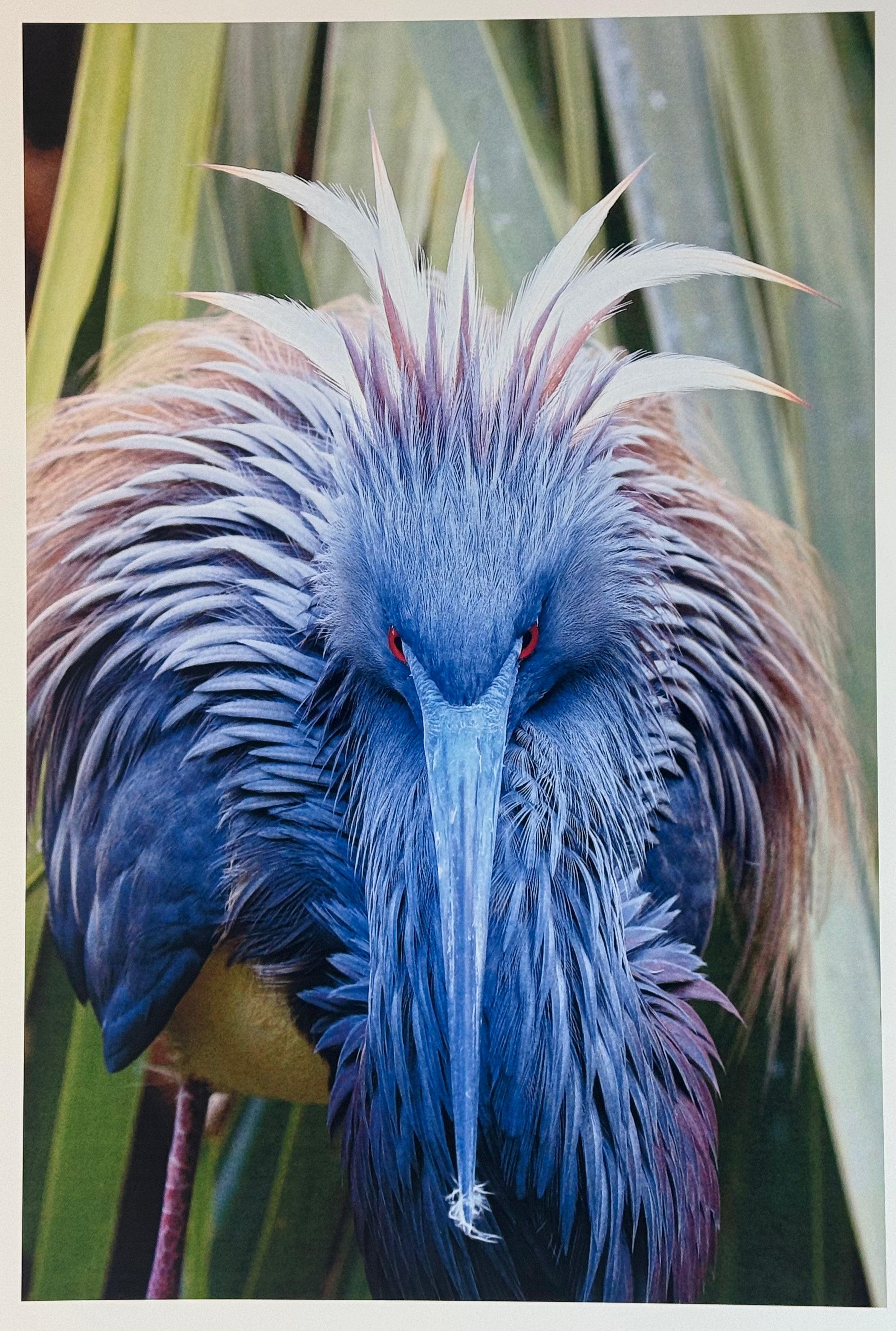 Tricolored Heron