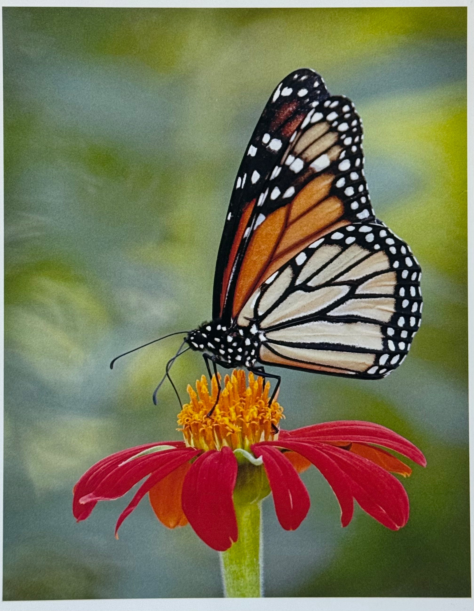 Monarch