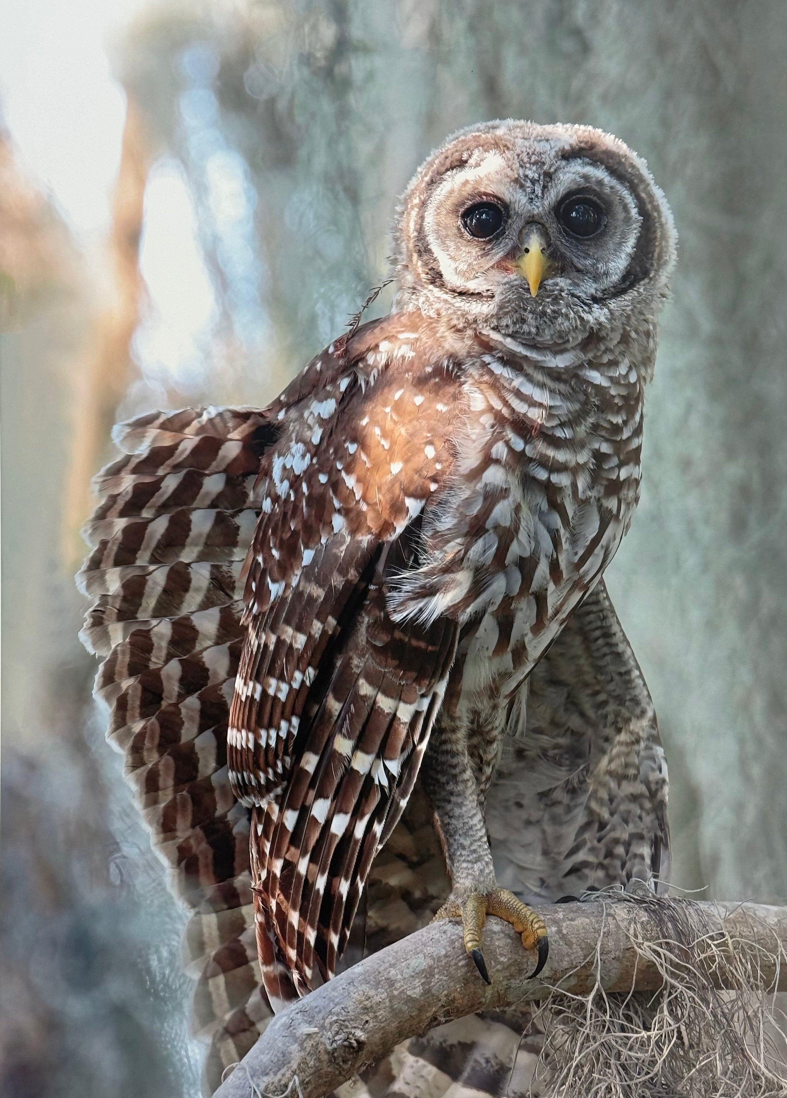 Barred Owl Wing Stretch