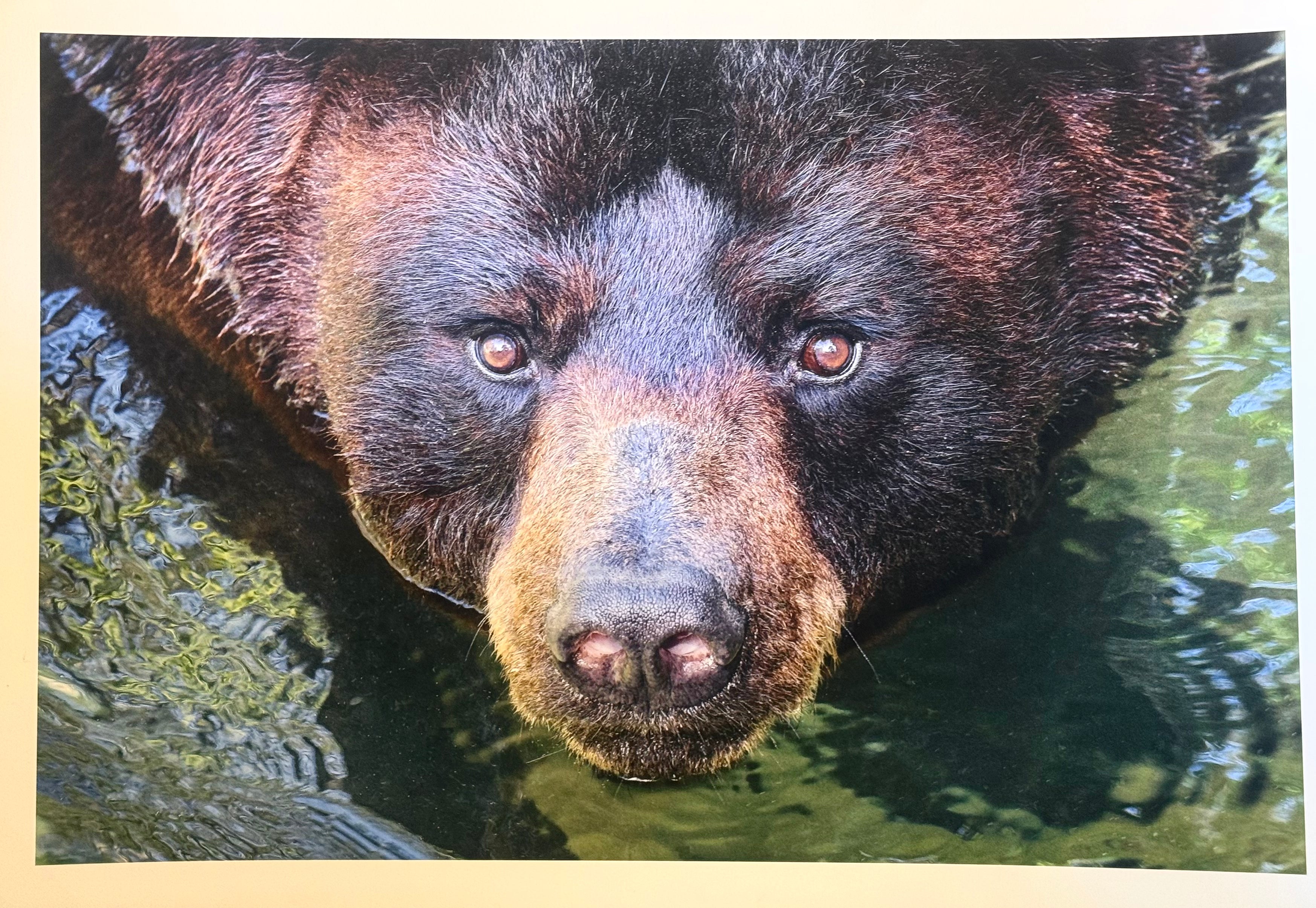 The Bear