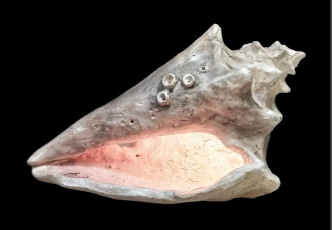Sitting Conch Light