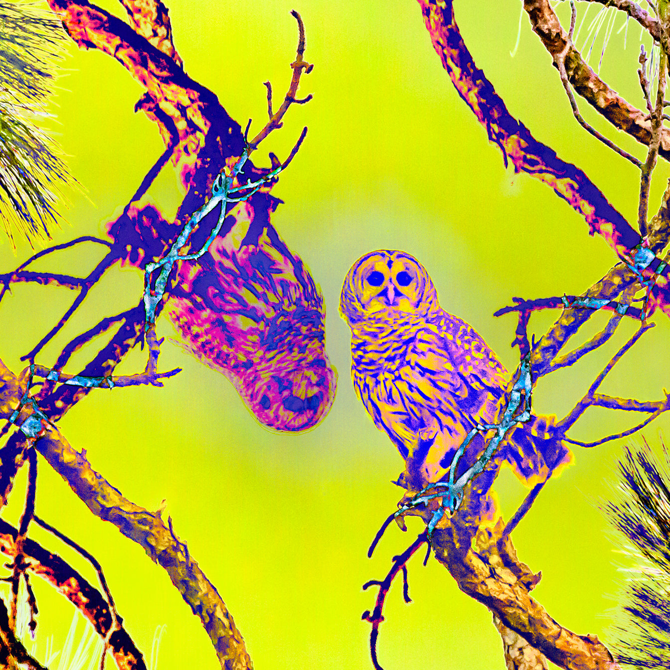 Tree Sight II