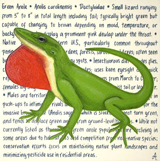 FFG: Green Anole